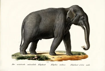 Indian Elephant, 1824